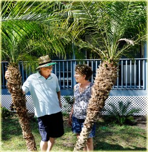 Karl Opal Florida Palm Trees
